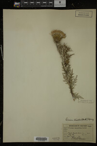 Cirsium discolor image