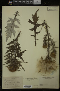 Cirsium discolor image