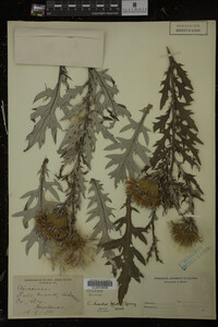Cirsium discolor image