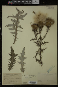 Cirsium discolor image