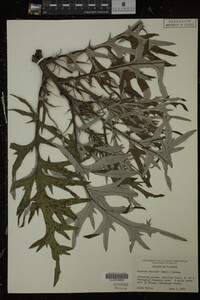 Cirsium discolor image