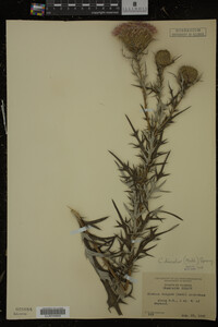 Cirsium discolor image