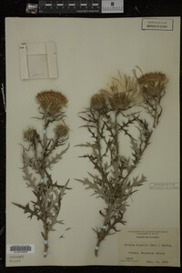Cirsium discolor image