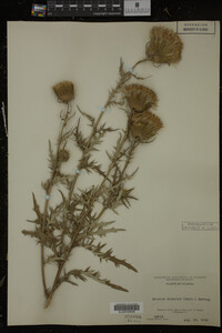 Cirsium discolor image