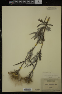 Cirsium discolor image