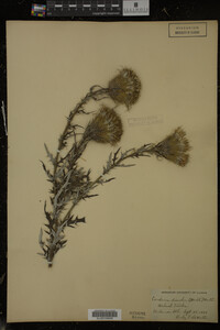 Cirsium discolor image