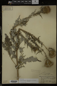 Cirsium discolor image