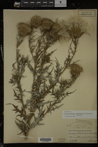 Cirsium discolor image