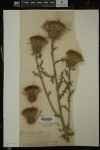 Cirsium discolor image