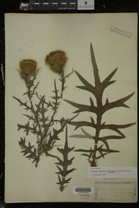 Cirsium discolor image
