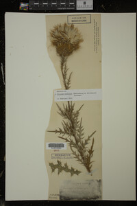 Cirsium discolor image