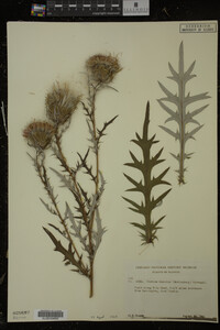 Cirsium discolor image