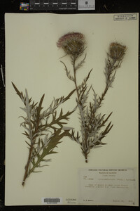 Cirsium discolor image