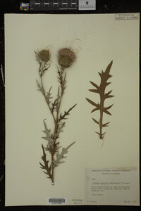 Cirsium discolor image