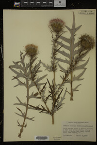 Cirsium discolor image