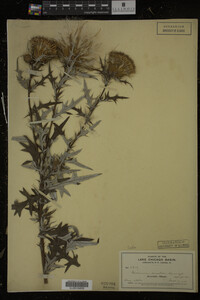 Cirsium discolor image