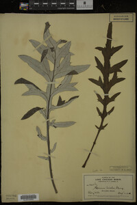 Cirsium discolor image