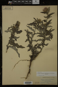 Cirsium discolor image
