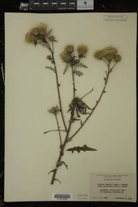 Cirsium discolor image