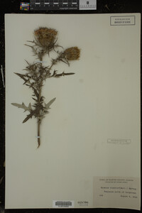 Cirsium discolor image