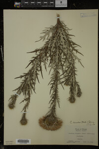 Cirsium discolor image