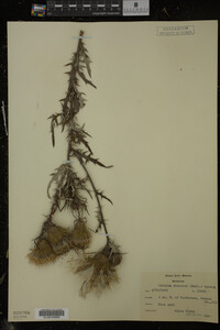 Cirsium discolor image