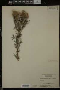 Cirsium discolor image