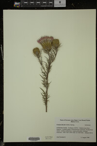 Cirsium discolor image