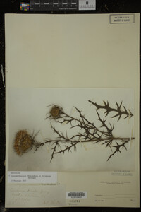 Cirsium discolor image