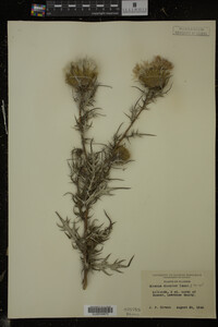 Cirsium discolor image