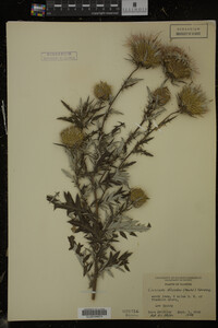 Cirsium discolor image