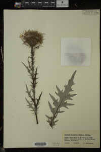 Cirsium discolor image