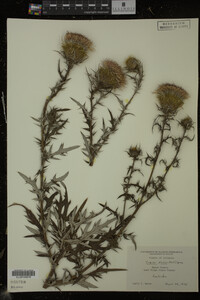 Cirsium discolor image