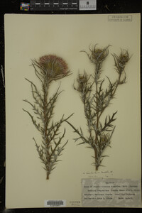 Cirsium discolor image