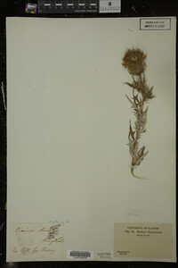 Cirsium discolor image