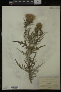 Cirsium discolor image