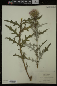 Cirsium discolor image