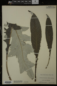Cirsium discolor image