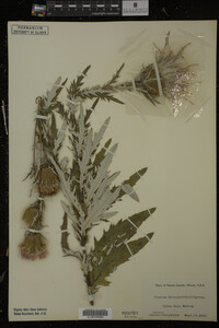 Cirsium discolor image