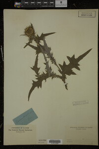 Cirsium discolor image