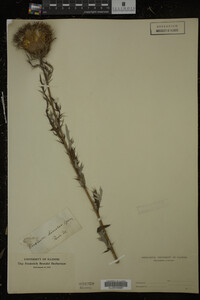 Cirsium discolor image