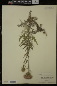 Cirsium discolor image