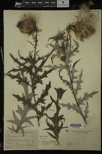 Cirsium discolor image