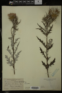 Cirsium discolor image