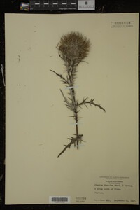 Cirsium discolor image