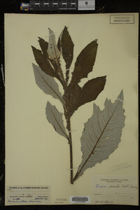 Cirsium discolor image