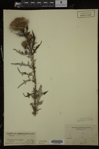 Cirsium discolor image