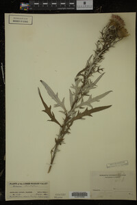 Cirsium discolor image