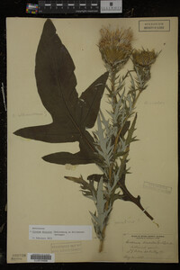 Image Associated With the Occurrence