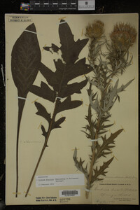 Cirsium discolor image